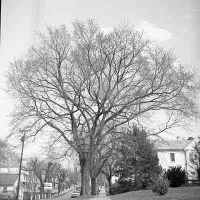 Elm tree in Harpers Ferry