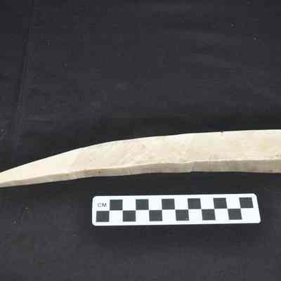 Rough cut piece of ivory