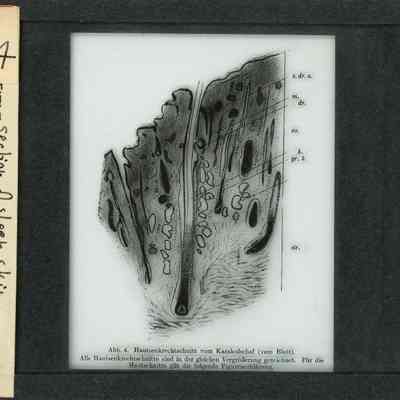 Origformat: Print-Photographic