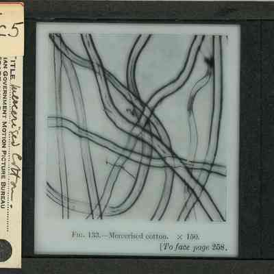 Glass-plate negative slide