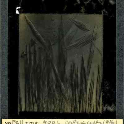 Glass-plate negative slide