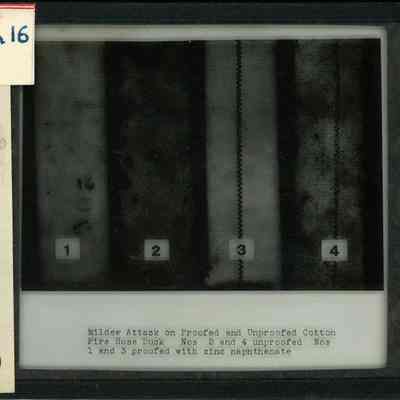 Origformat: Print-Photographic