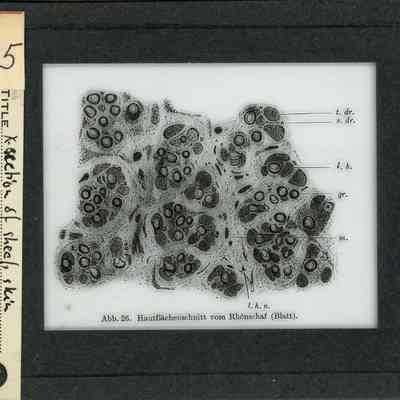 Origformat: Print-Photographic