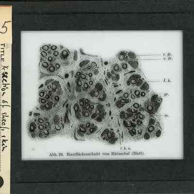 Glass-plate negative slide