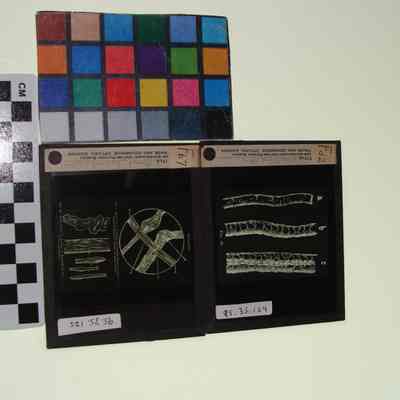 Glass slides