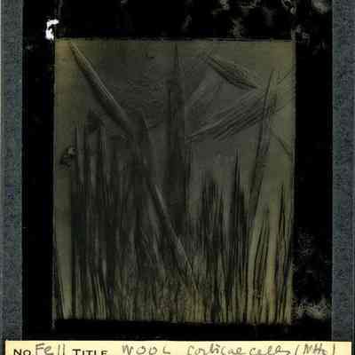 Origformat: Print-Photographic