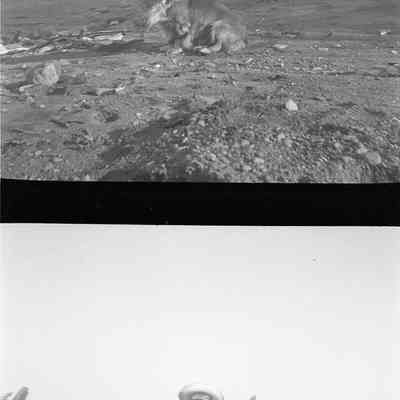2021.12.309c: The image presents two distinct scenes split vertically: the top half shows a fluffy, alert dog sitting alone on a pebbly beach with water in the background. The bottom picture shows a boy in cowboy attire holding a piece of driftwood.