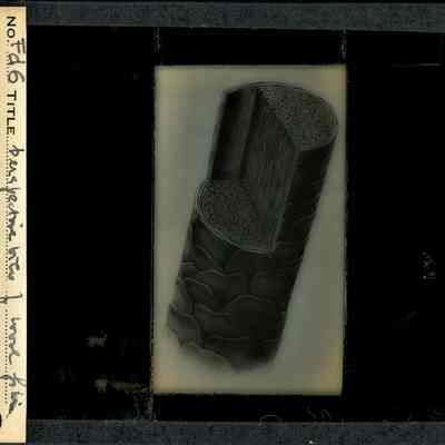 Glass-plate negative slide