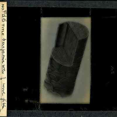 Origformat: Print-Photographic