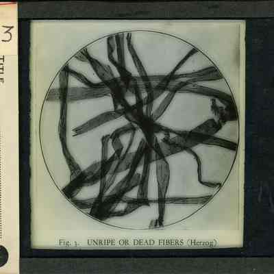 Glass-plate negative slide