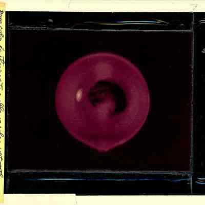 Glass-plate negative slide