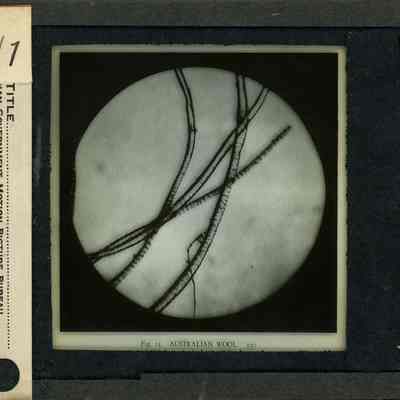 Glass-plate negative slide