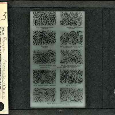 Glass-plate negative slide