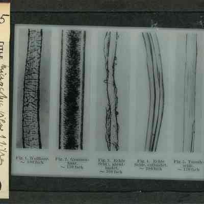 Glass-plate negative slide
