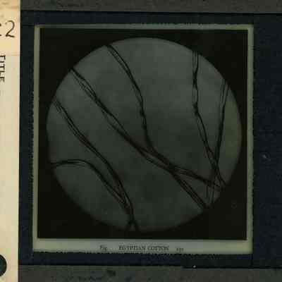 Glass-plate negative slide