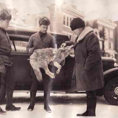 Wolf Caught by Protectors, Feb. 11, 1934.