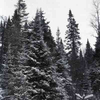 Negative, Sheet Film
