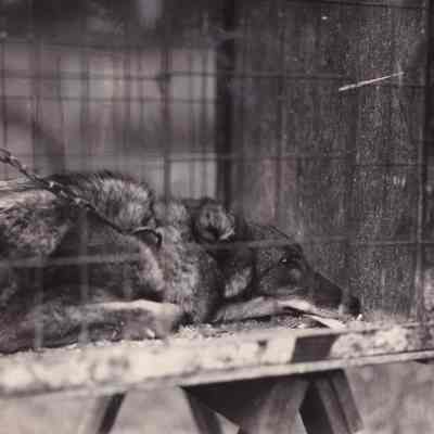 Another view of same animal as shown on preceding page.