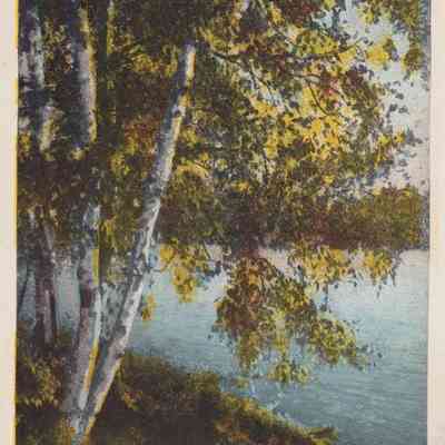 Through the Birches, Ray Brook, Adirondacks, N. Y.