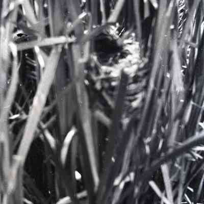 Negative, Sheet Film