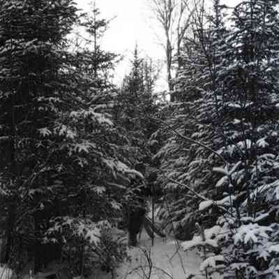Negative, Sheet Film