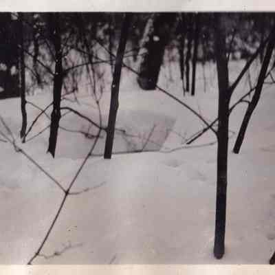 Here is where the wolves fed on the carcass of a deer near Lot 55 Town of Bellmont.