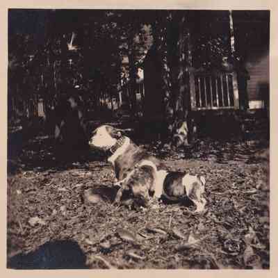 Betsy and Her Puppies