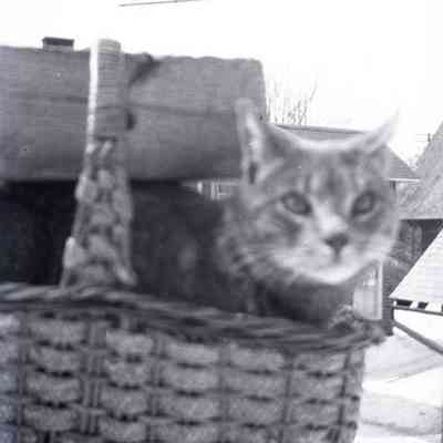 Negative, Sheet Film