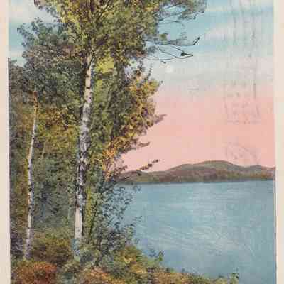 Birches on Lower Saranac Lake, N. Y.