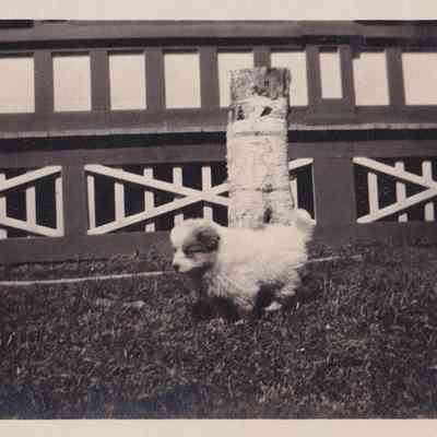 A Collie Puppy