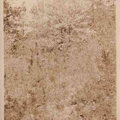 An Apple Tree in Blossom