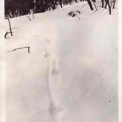 Wolf hunting by Fred Streeter in vicitnity of Saratoga, N. Y. Winter 1936.