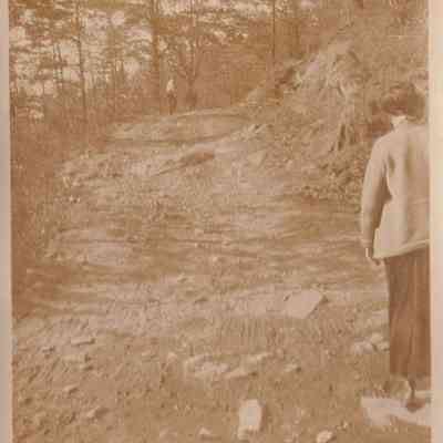 Driving the Cows Home