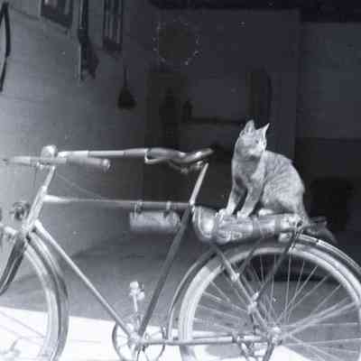 Negative, Sheet Film