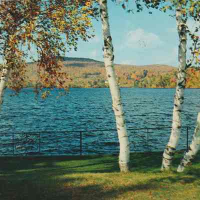 Lake Flower Thru the White Birches