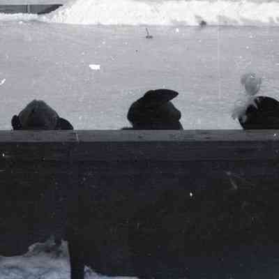 Negative, Sheet Film