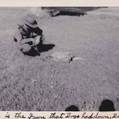 This is the Fawn that Dogs Had Down
