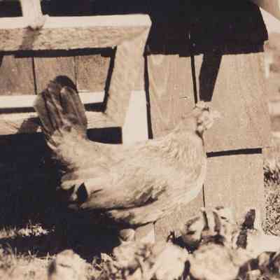 Photograph, Black-and-White