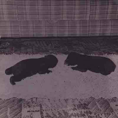 2 cubs. 2/11/49. Their eyes are just opening so must be about 6 weeks old.