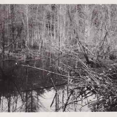 Back Flow of Beaver Dam on Spring Brook