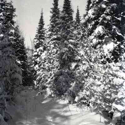 Negative, Sheet Film