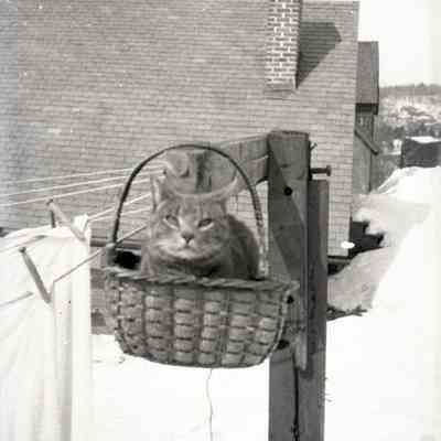Negative, Sheet Film