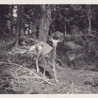 Photograph, Black-and-White