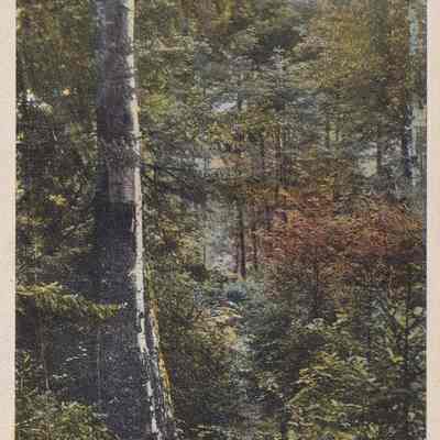 The Forest Trail, Adirondacks, N.Y.