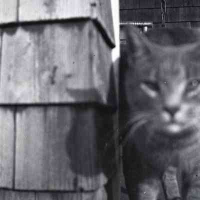 Negative, Sheet Film