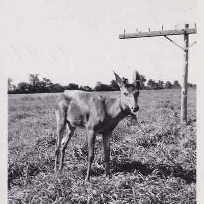 Ralph Milne, Deer Picked Up by Him