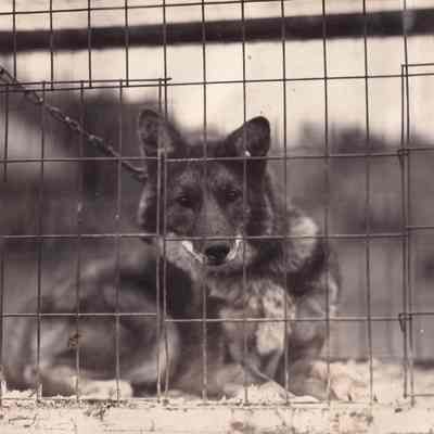 Frist [sic] wolf captured Oct. 9, 1933.