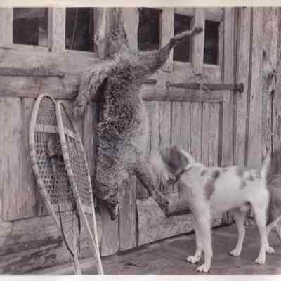 Wolf hunting by Fred Streeter in vicitnity of Saratoga, N. Y. Winter 1936.