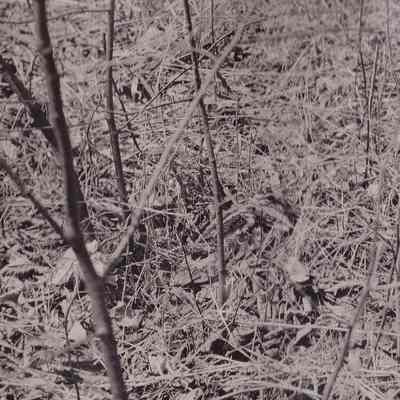 Woodcock on the nest. Mt Pisgah. Saranac Lake.