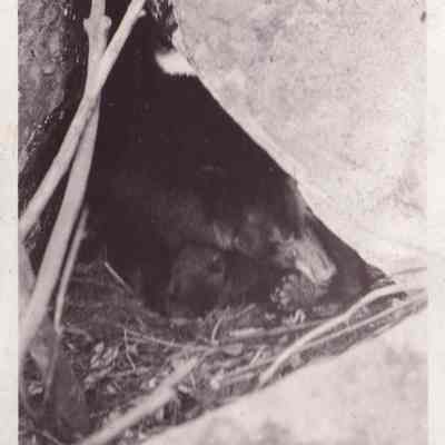 Mother bear with cub in the den.